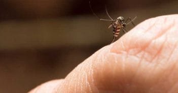 Focos de Aedes aegypti proliferam por toda a cidade. Vila Técnica Conceição é o bairro mais infestado