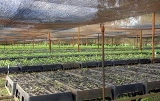 Itabira é uma das cidades menos arborizadas do país