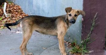 Feira de adoção de cães da Ampari é agendada para sábado, no parque de Exposições Virgílio Gazire