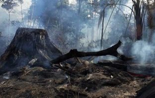 Apetite voraz pela ocupação da Amazônia compromete a imagem do governo e ameaça o agronegócio brasileiro