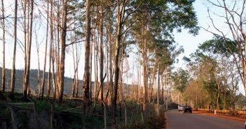 Com as chuvas, cinturão verde entre as minas e a cidade será reforçado com plantio de árvores nativas