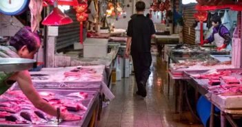 Morcego chinês, animal em extinção