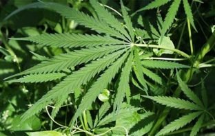 Panorama sobre a situação atual do tema Cannabis e Covid-19