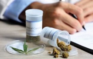 Brasil testará cannabis em profissionais de saúde que atuam no combate ao coronavírus