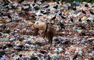 Eleições Municipais e Meio Ambiente – Responsabilidade de todos
