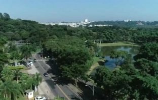 Árvores podem ajudar a reduzir o efeito da ilha de calor urbana