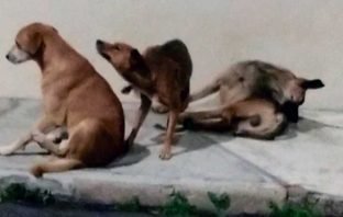 Morador queixa na Prefeitura de mordidas de cães de rua e é aconselhado pedir ajuda aos Bombeiros. Ampari recomenda adoção e castração