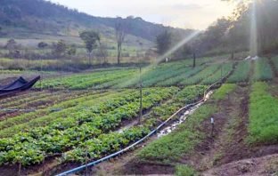 Associação dos Produtores da Agricultura Familiar de Itabira lança cesta com produtos agroecológicos para entrega em domicílio